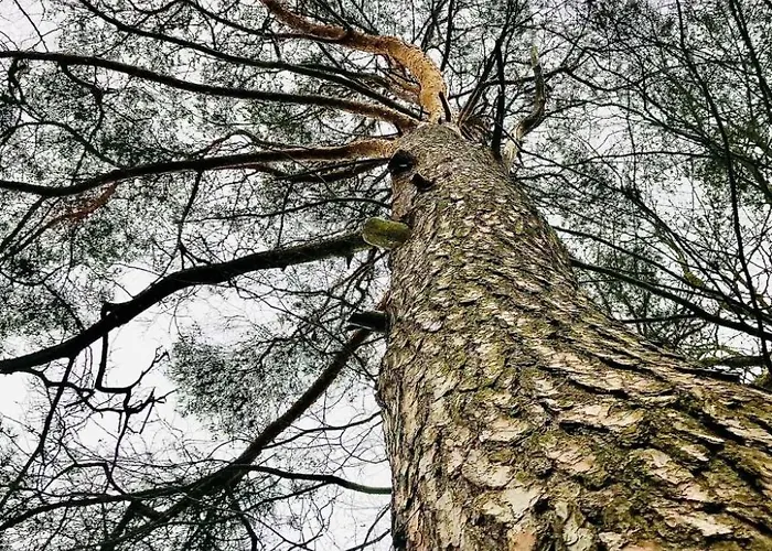 Nyaraló Harmonie By Interhome *